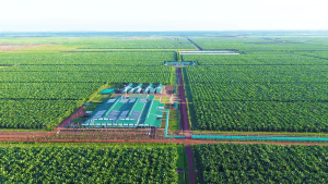 Nông nghiệp (THACO AGRI)